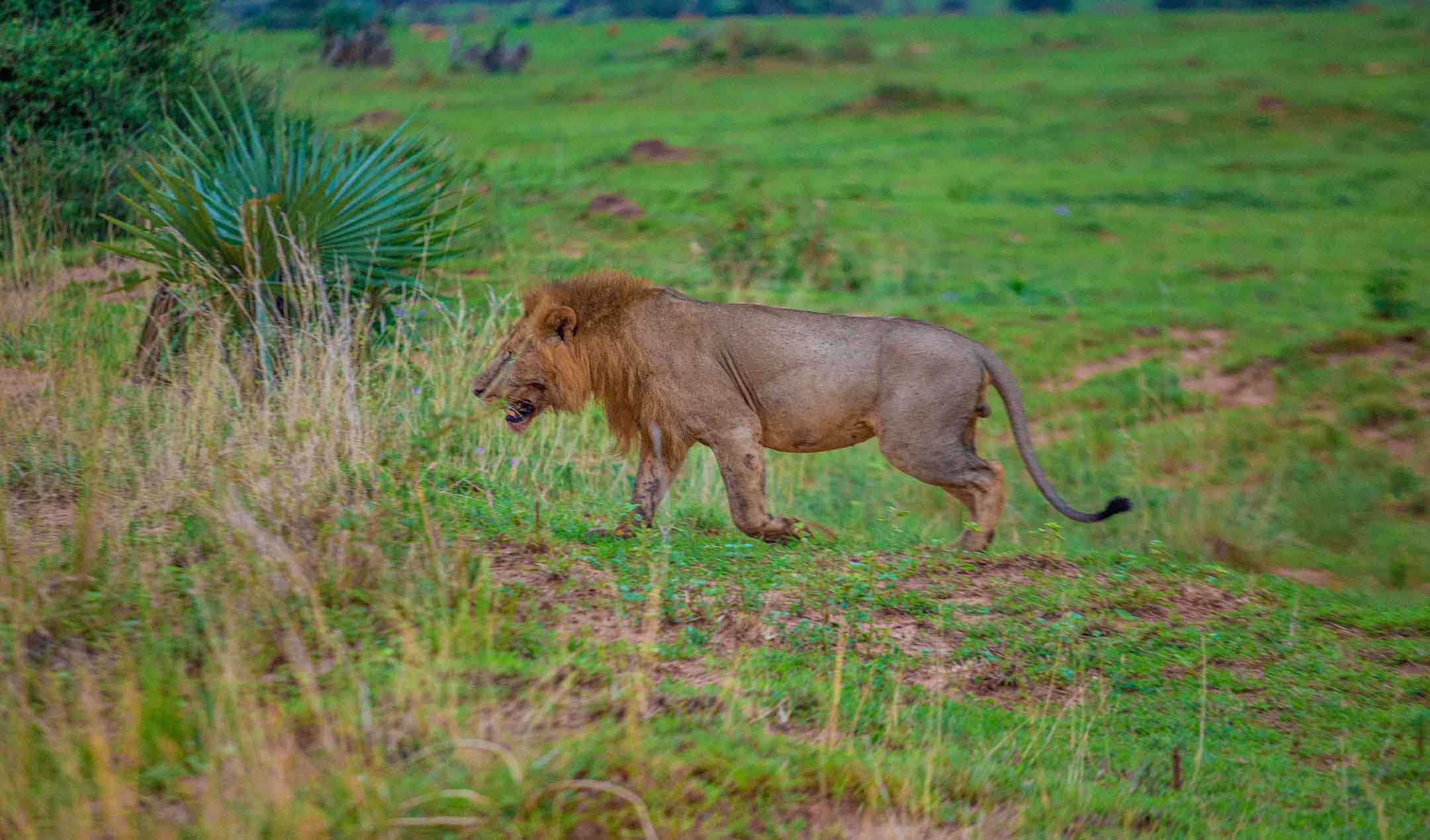 Iconic Kenya Parks and Diani Beach