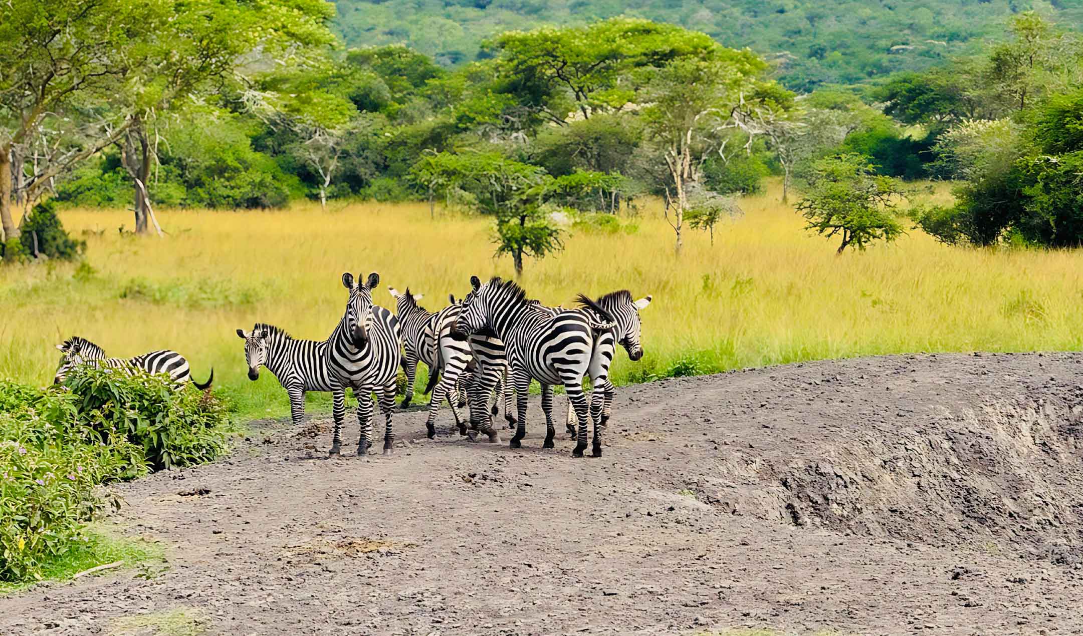 Kenya Tanzania Game Tracker