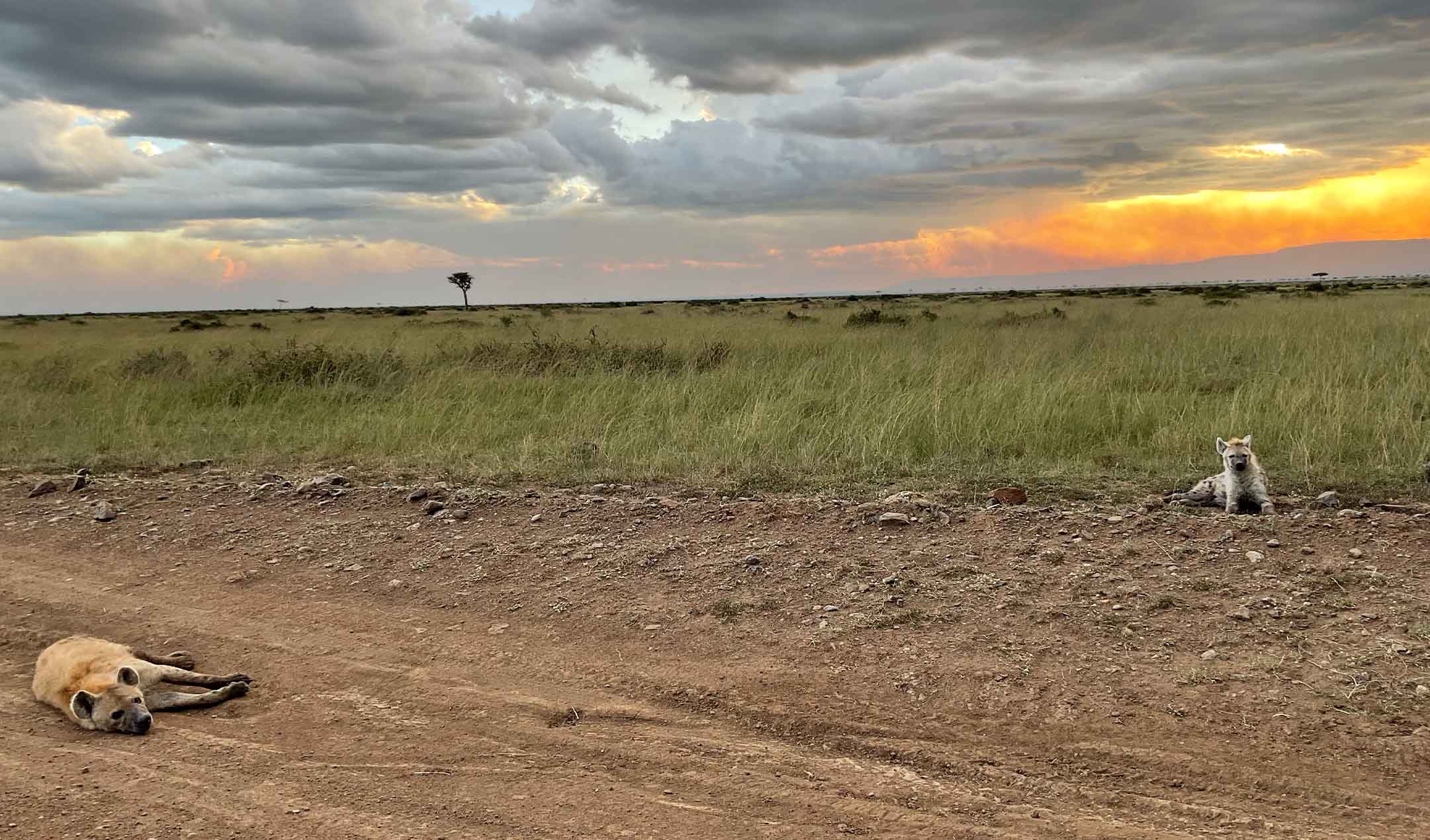 Rwanda Gorillas and Serengeti