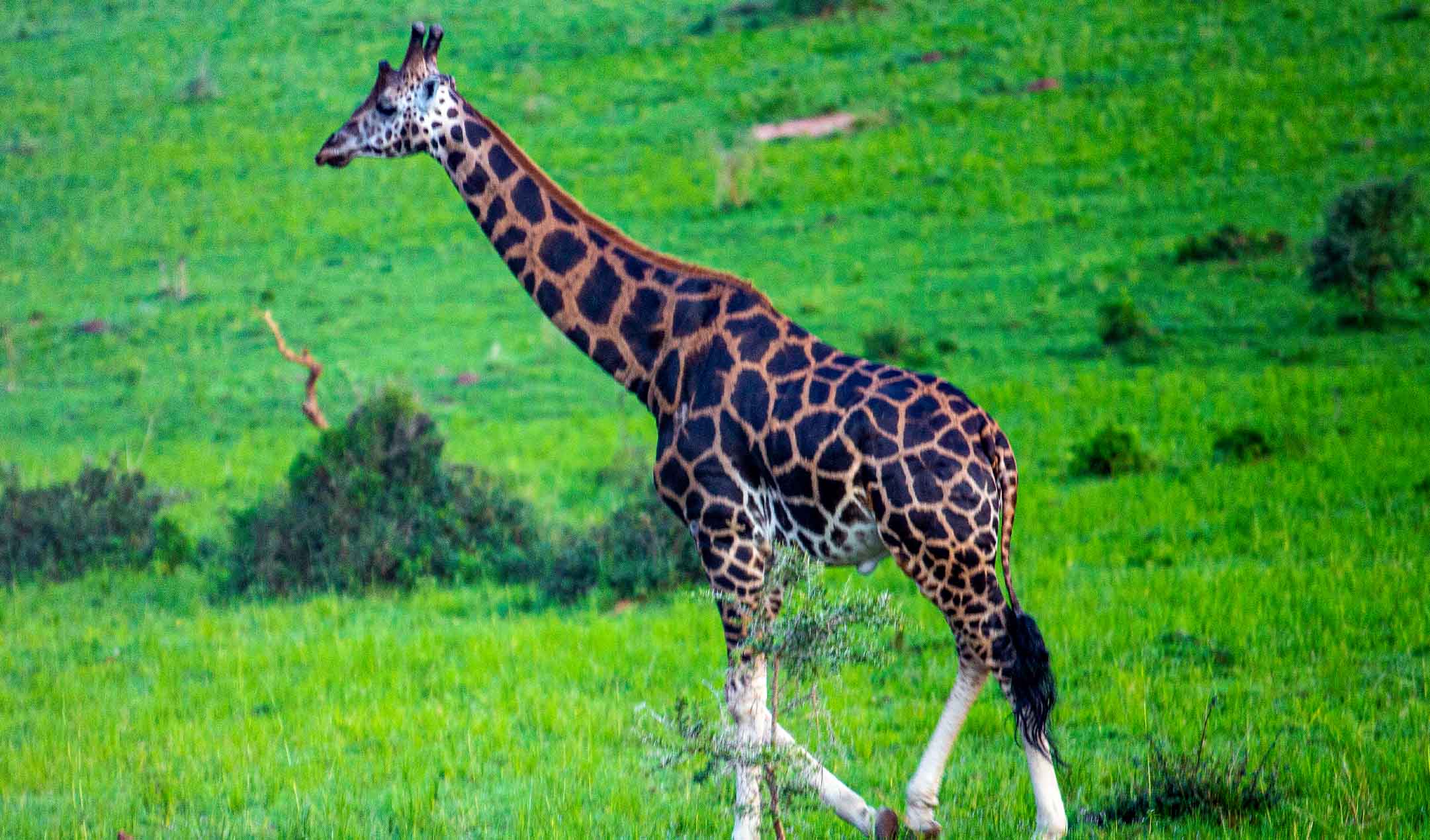 Wild Wonders of East Africa