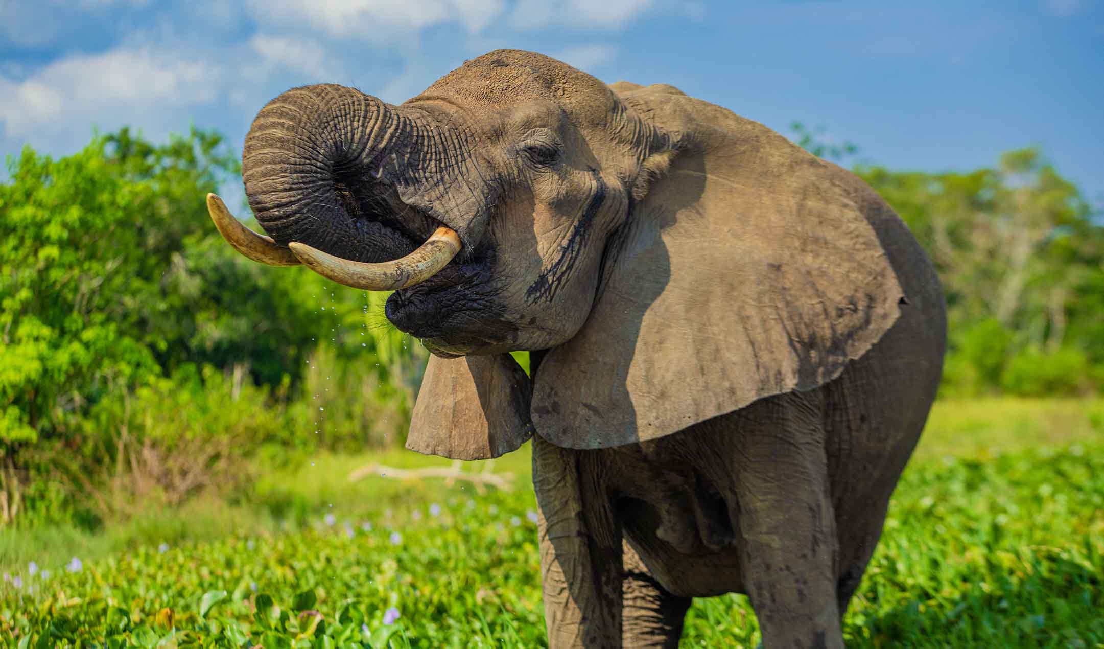 Uganda safari