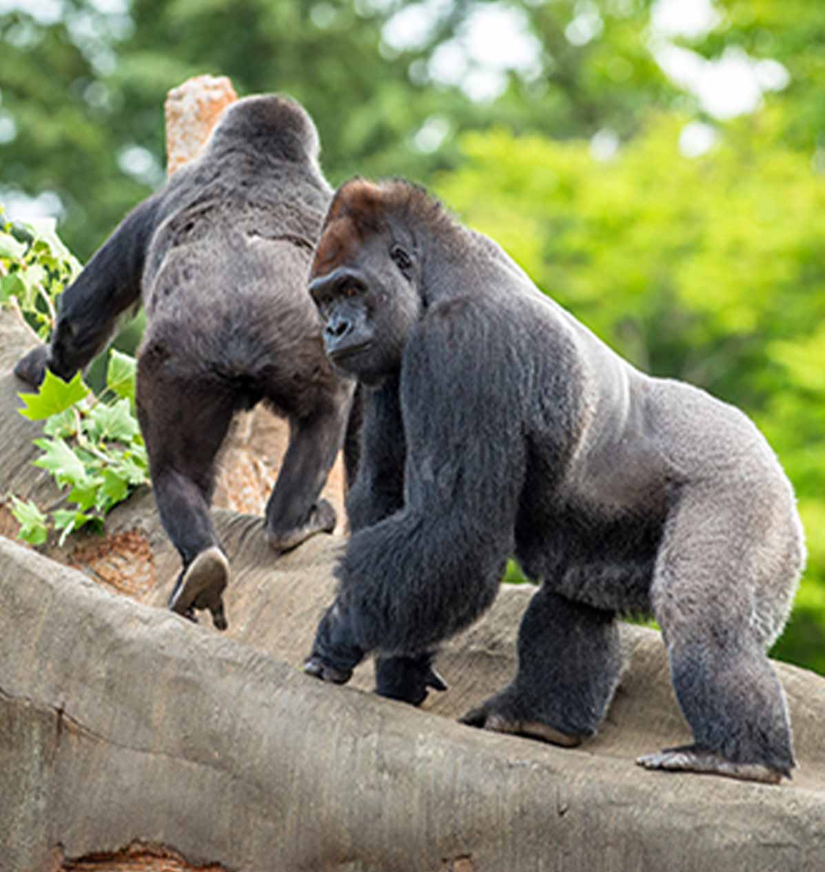 Rwanda Gorillas & Serengeti safari