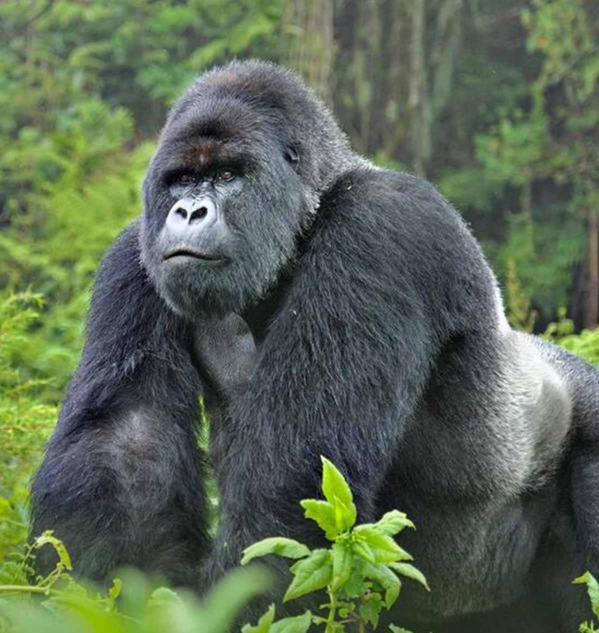 Day 2 — Full Day Gorilla Trekking — Bwindi
