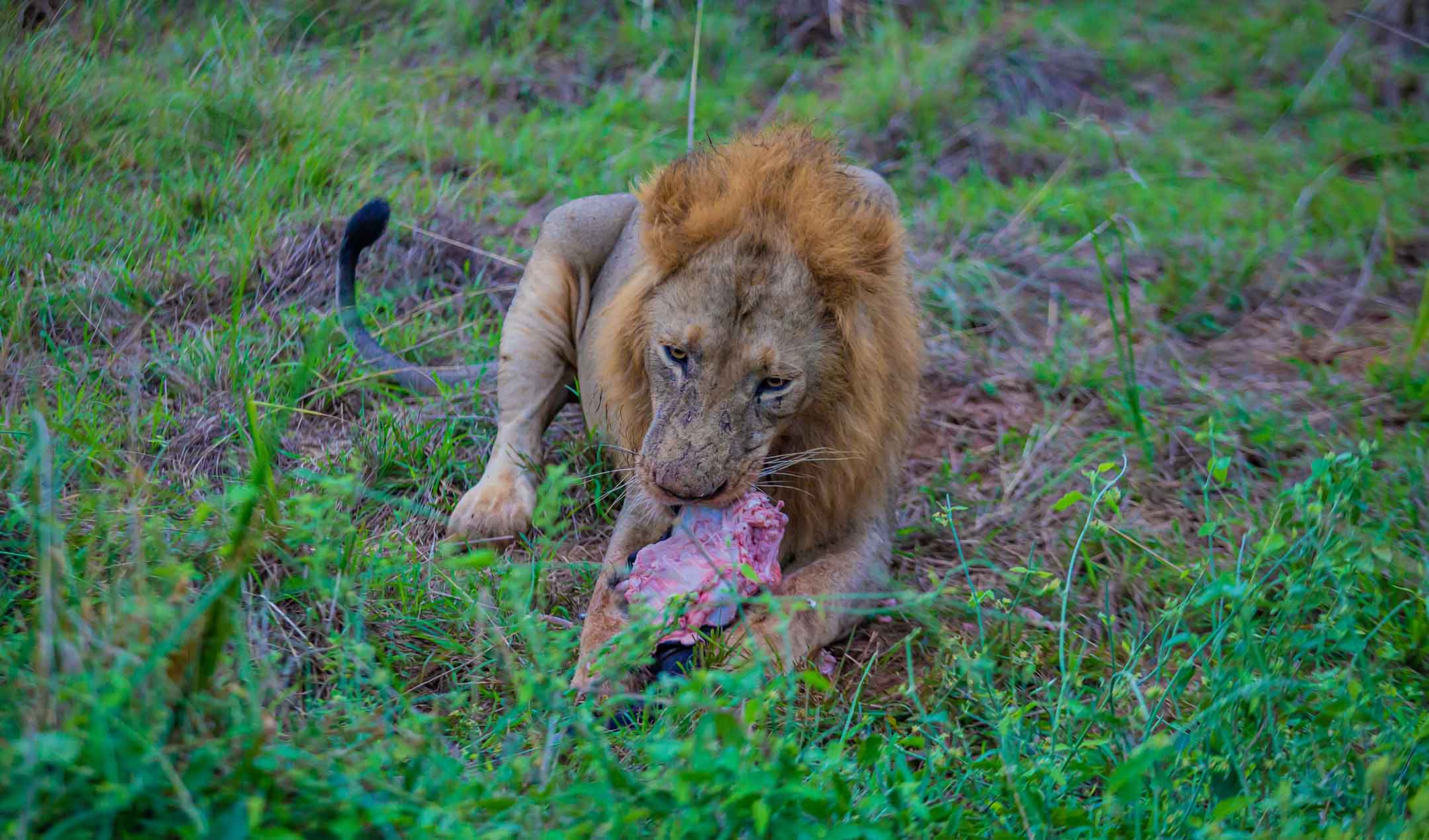 Murchison Falls